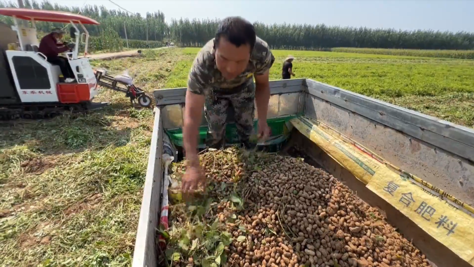 【收获时节】又是一年秋分时 百亩花生迎丰收