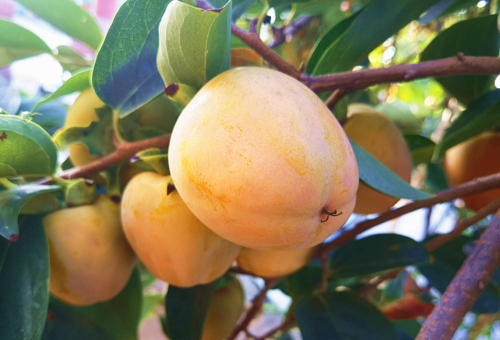 富农兴村｜山东省济宁市鱼台县清河镇：金秋时节 柿子飘香