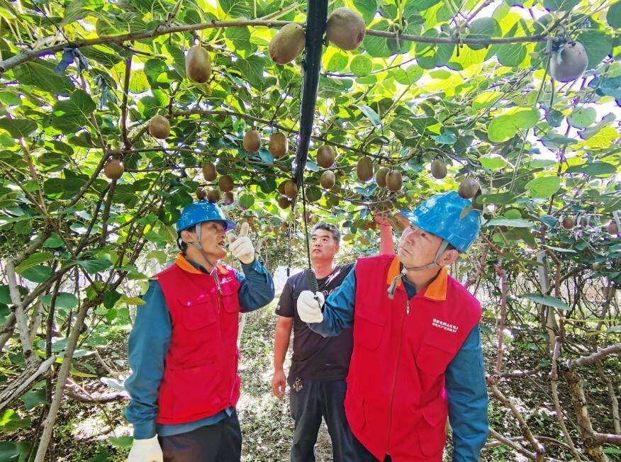 电力护航，博山猕猴桃飘香致富路