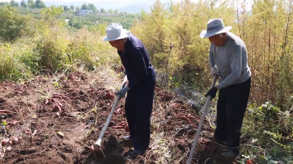 【收获时节】博山：蜜薯飘香迎丰收 农民欣喜采摘忙