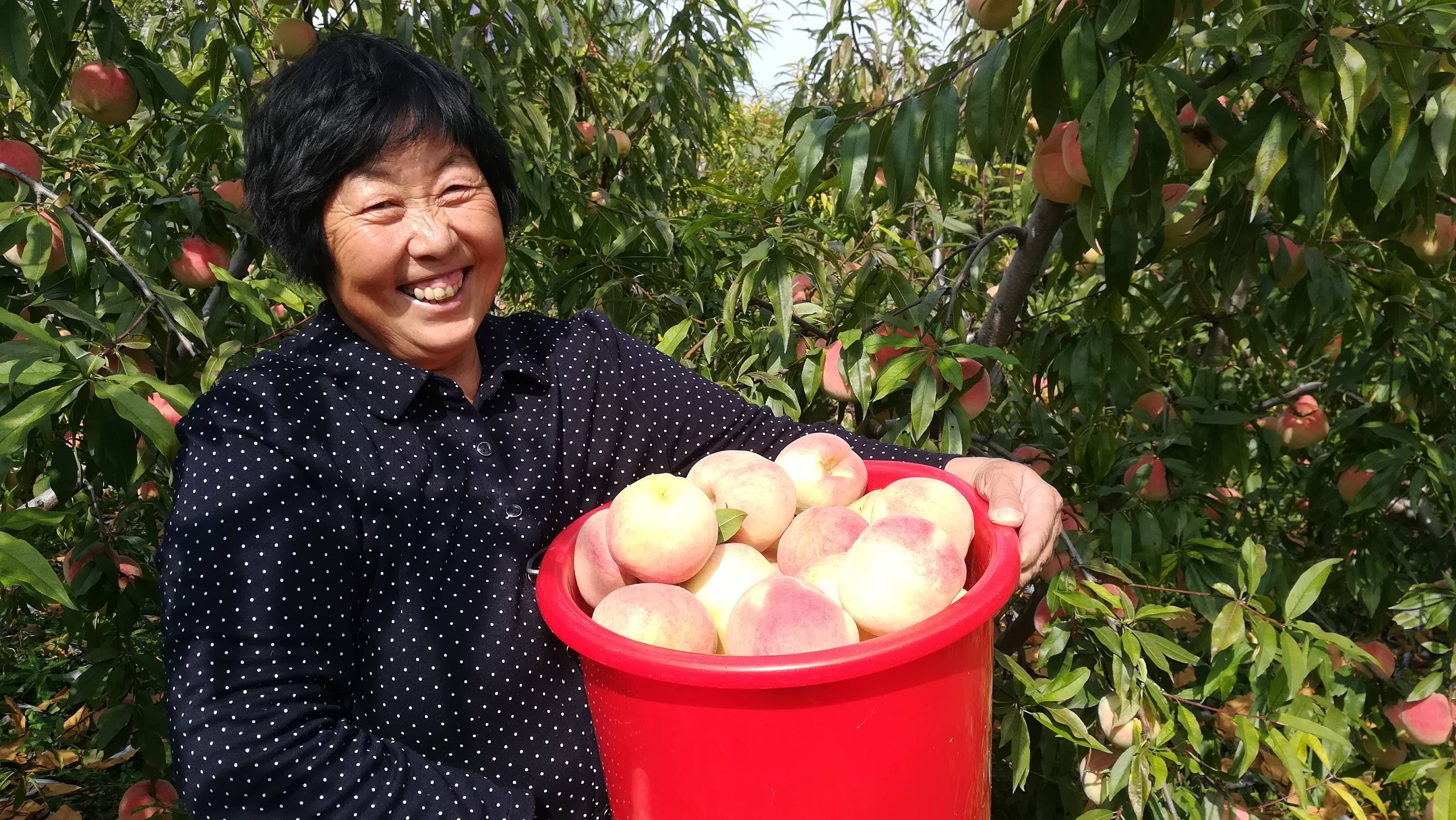 乡村振兴丨青石山上种果树 生态果敲开市场门