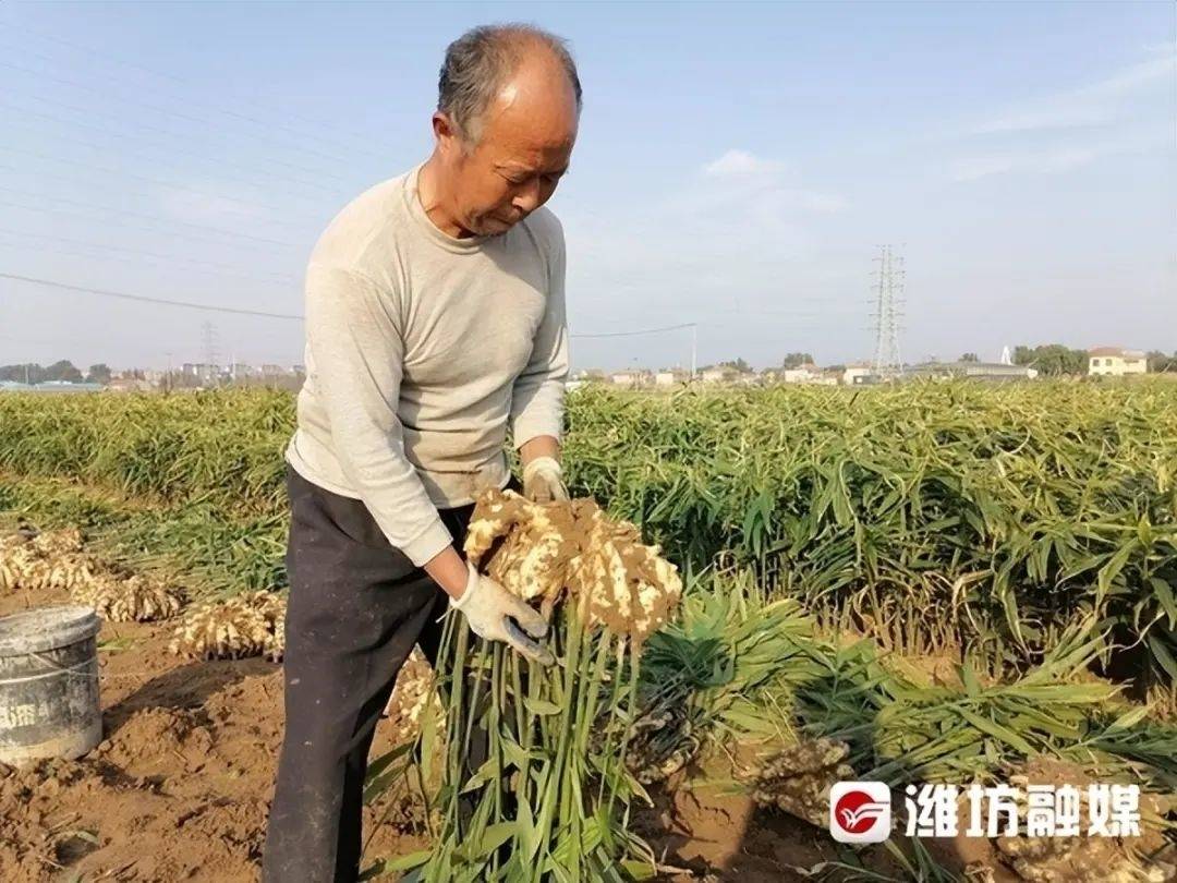 好品山东｜新鲜出土！昌邑大姜迎来采收季