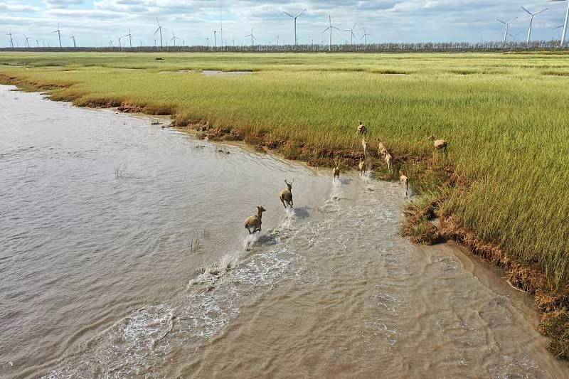 【老鹰表达力】多行动，才有结果