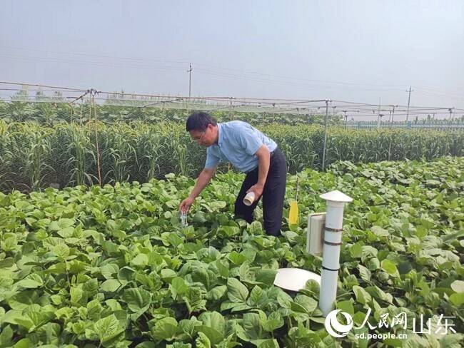 山东：盐碱地种出“中国新粮仓”