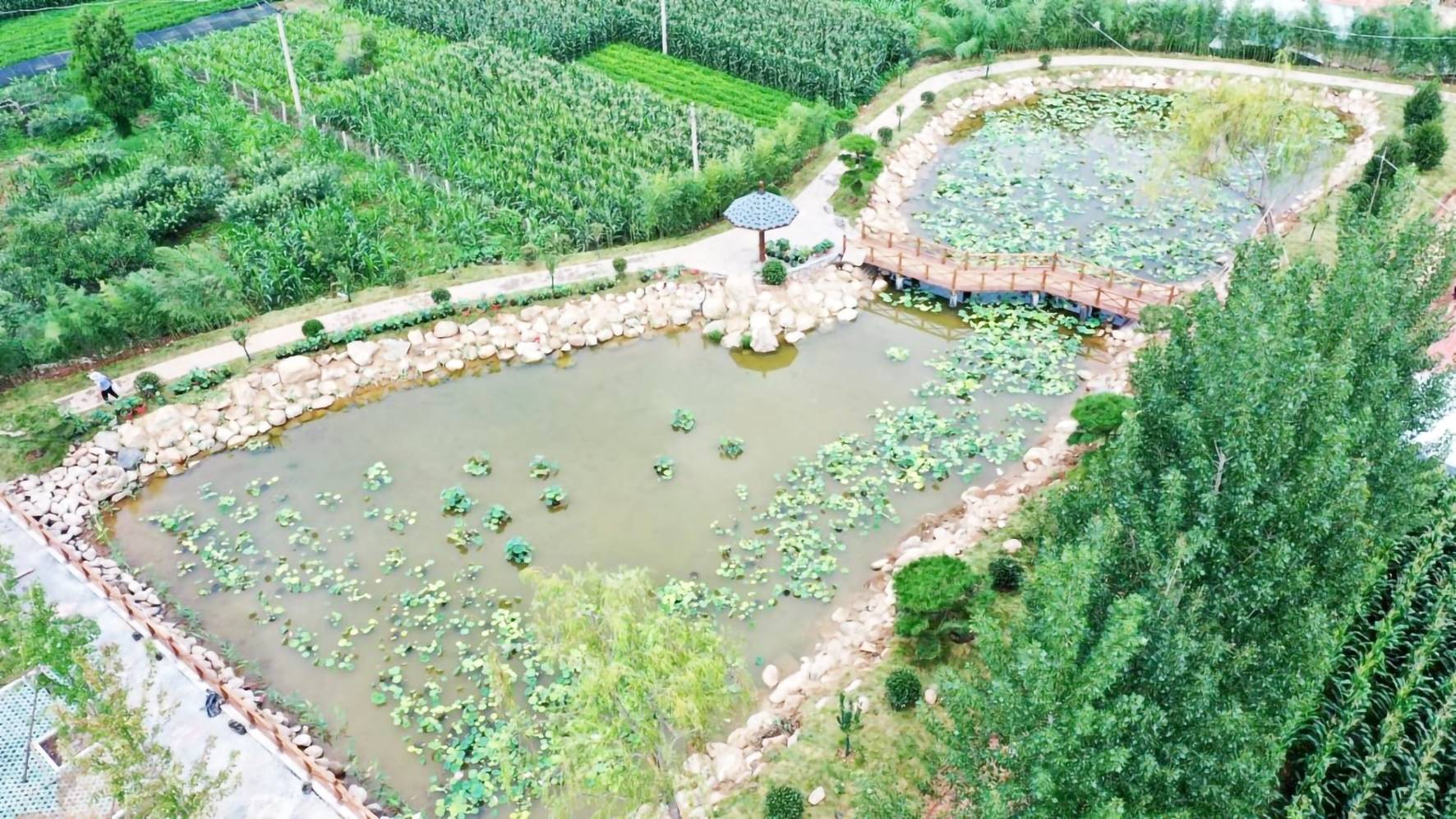 沂源县历山街道：“片区化”打造乡村区域综合体 旧村庄生态化立项1年成公园