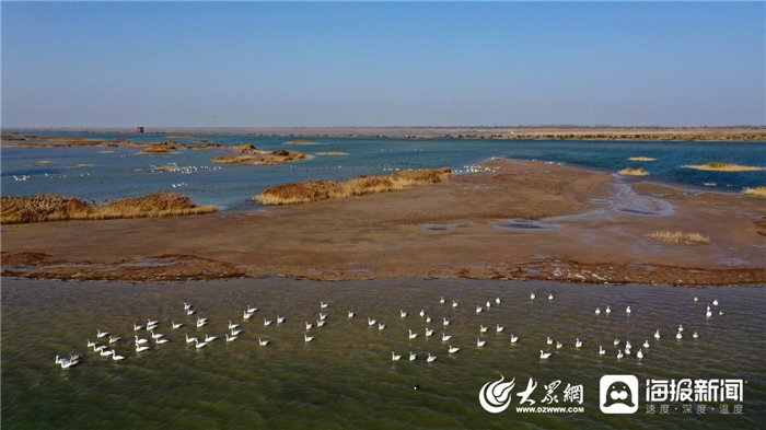 黄河安澜•绿色发展看山东｜群鸟翔集风景如画黄河三角洲国家级自然保护区红毯迎八方宾客