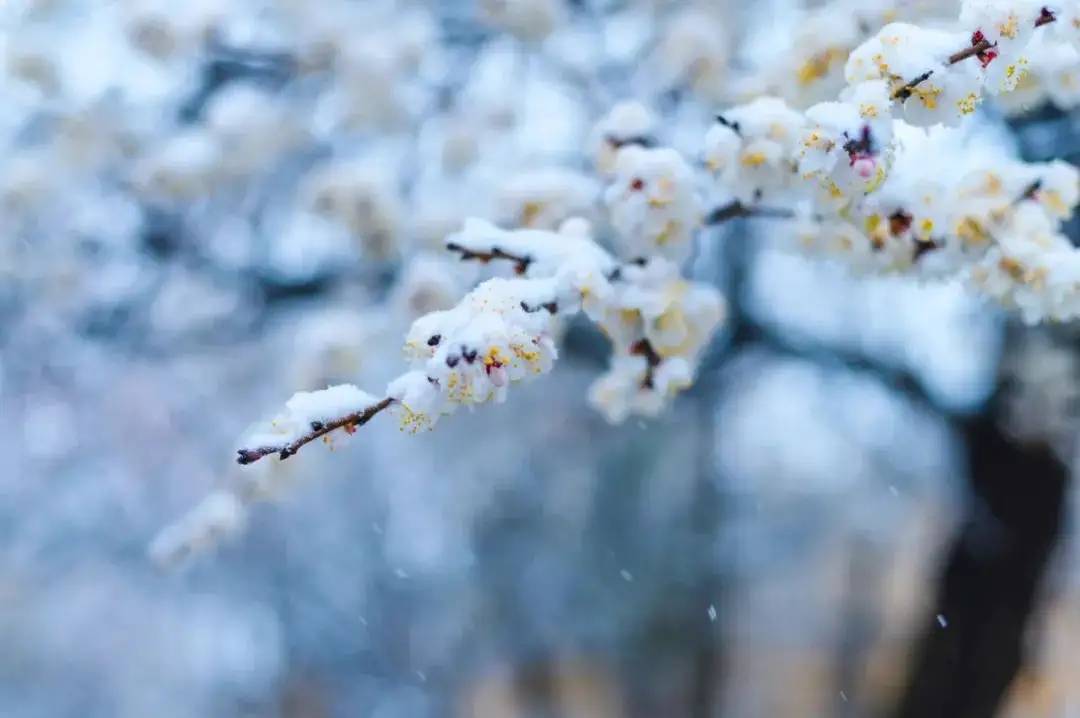 冷！小雪节气我国平均气温首破冰点 看哪里初雪将至