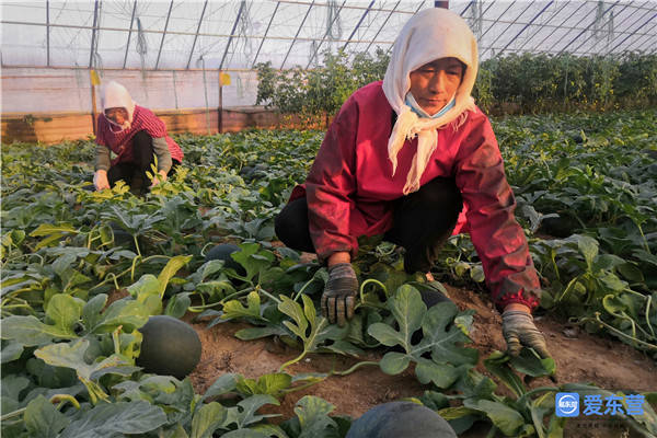 好客山东好品山东｜广饶县大码头镇：特色果蔬种植增收致富