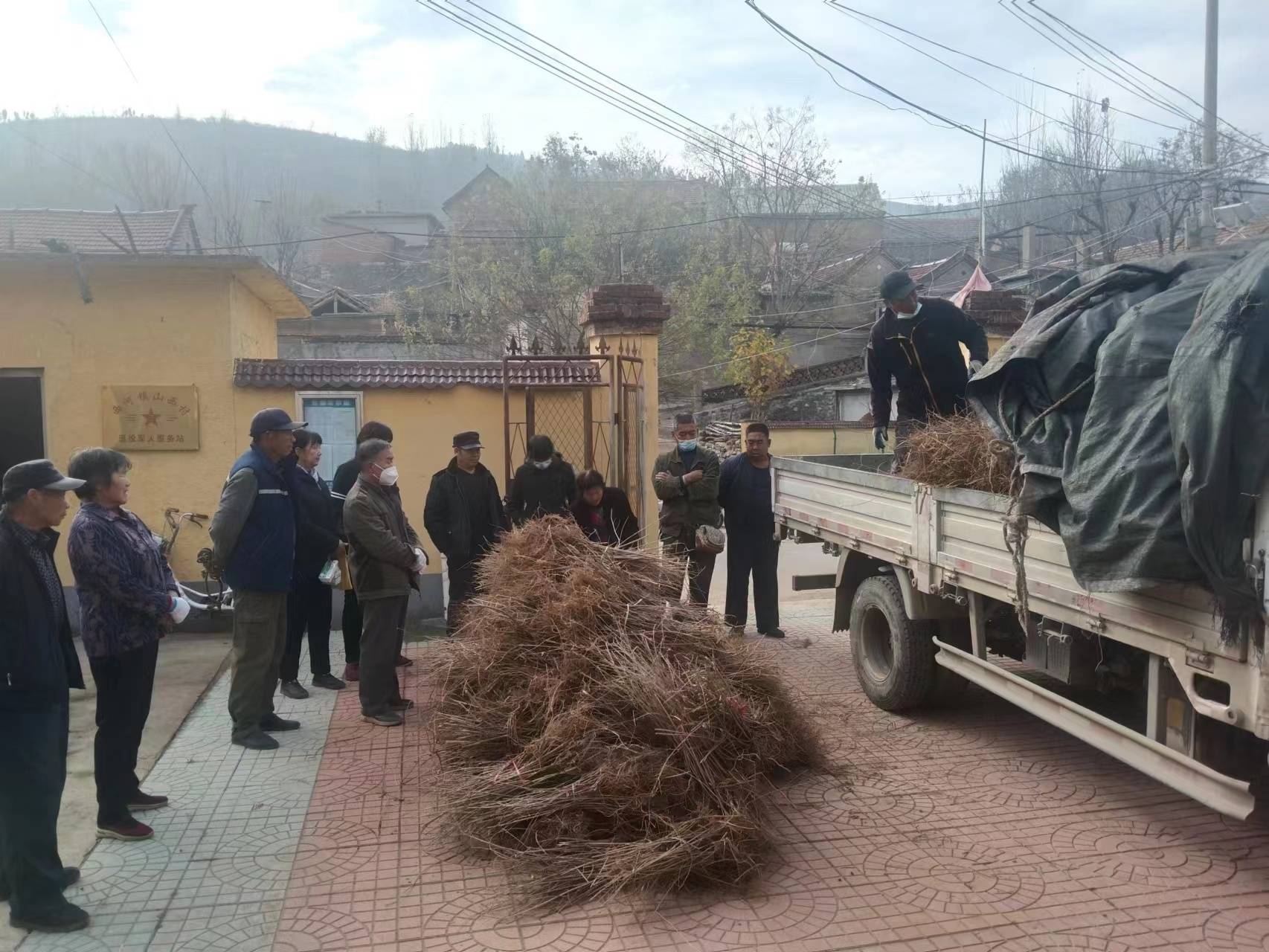 连翘市场价持续攀升，激活乡村致富密码