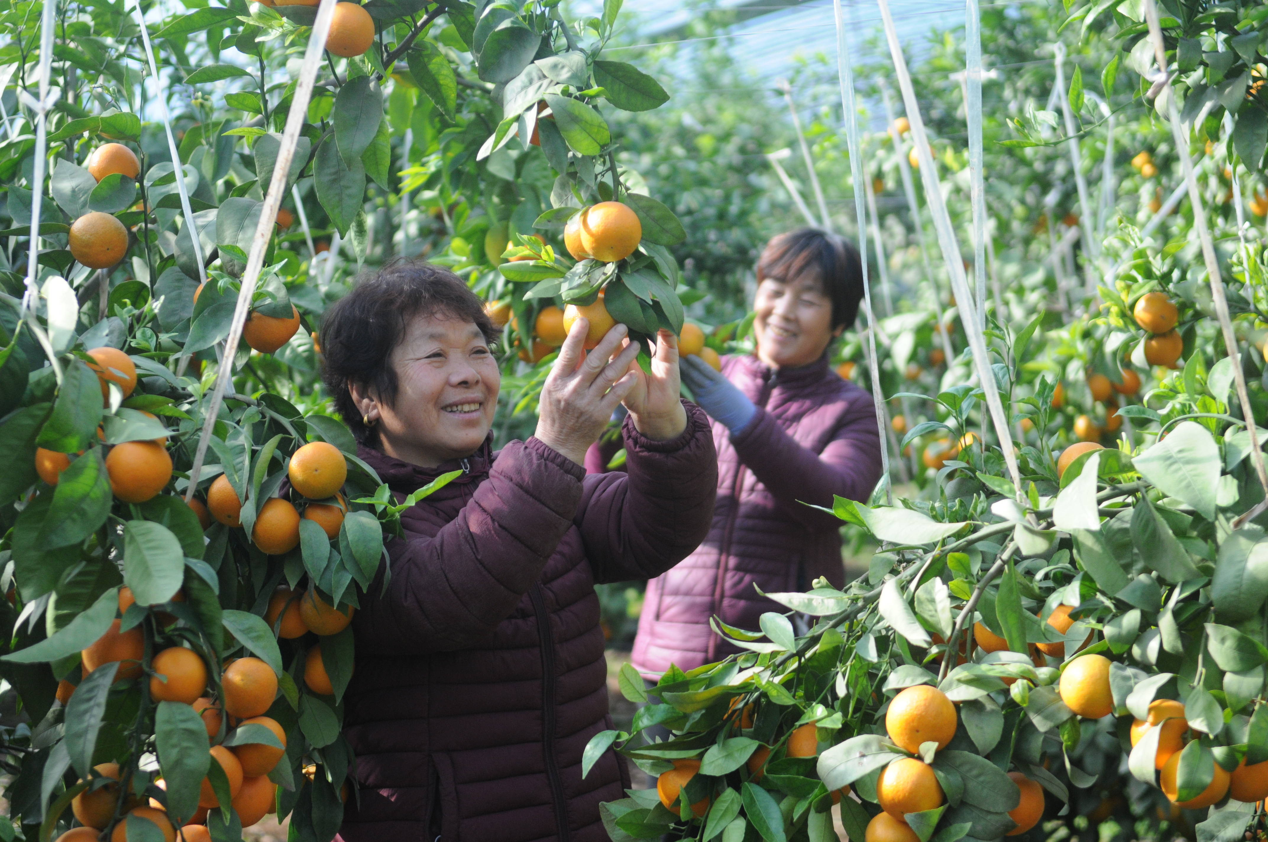 淄川：南果北种水果渐成熟