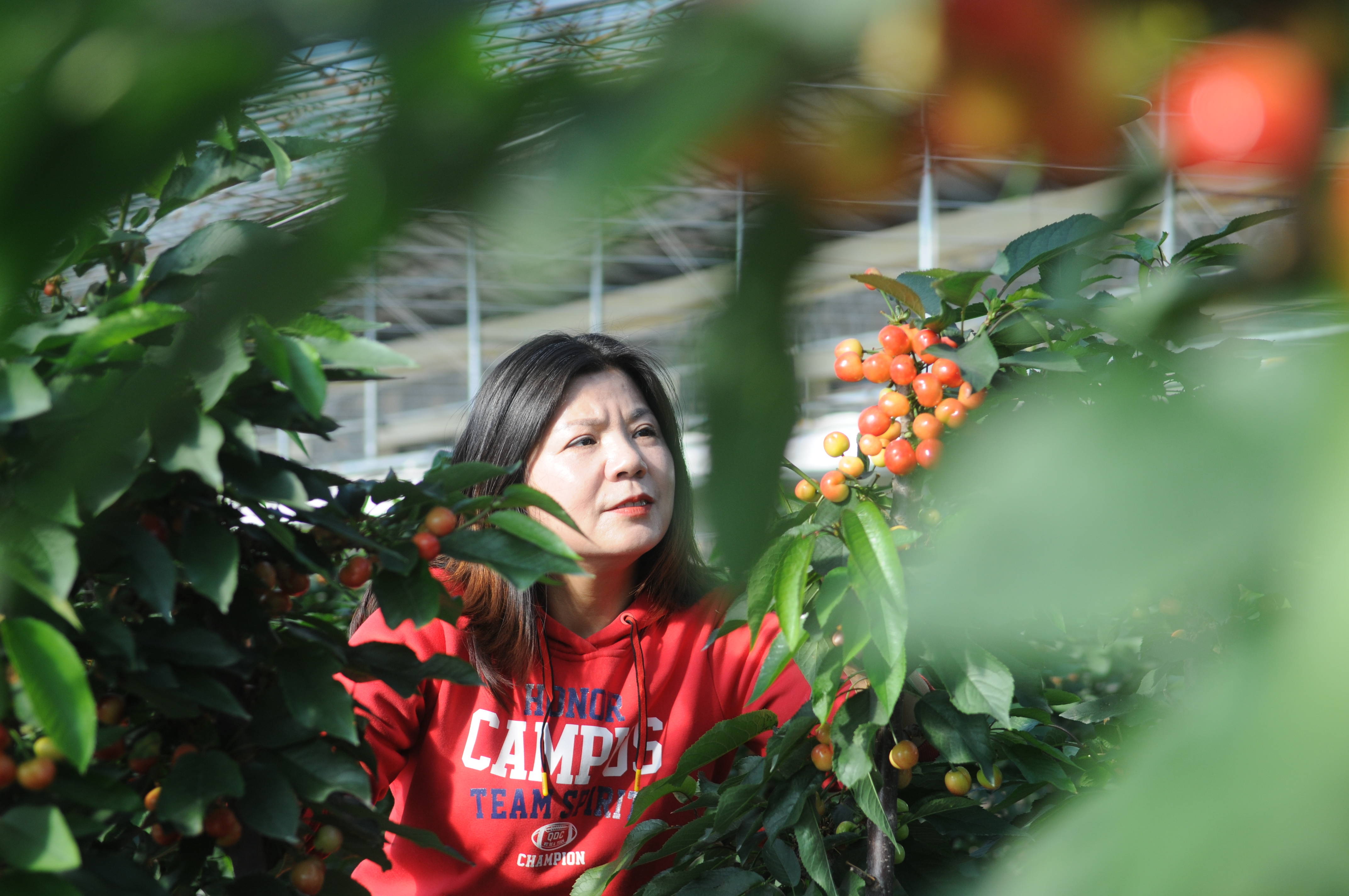 新春走基层丨单杆密植樱桃迎春节上市