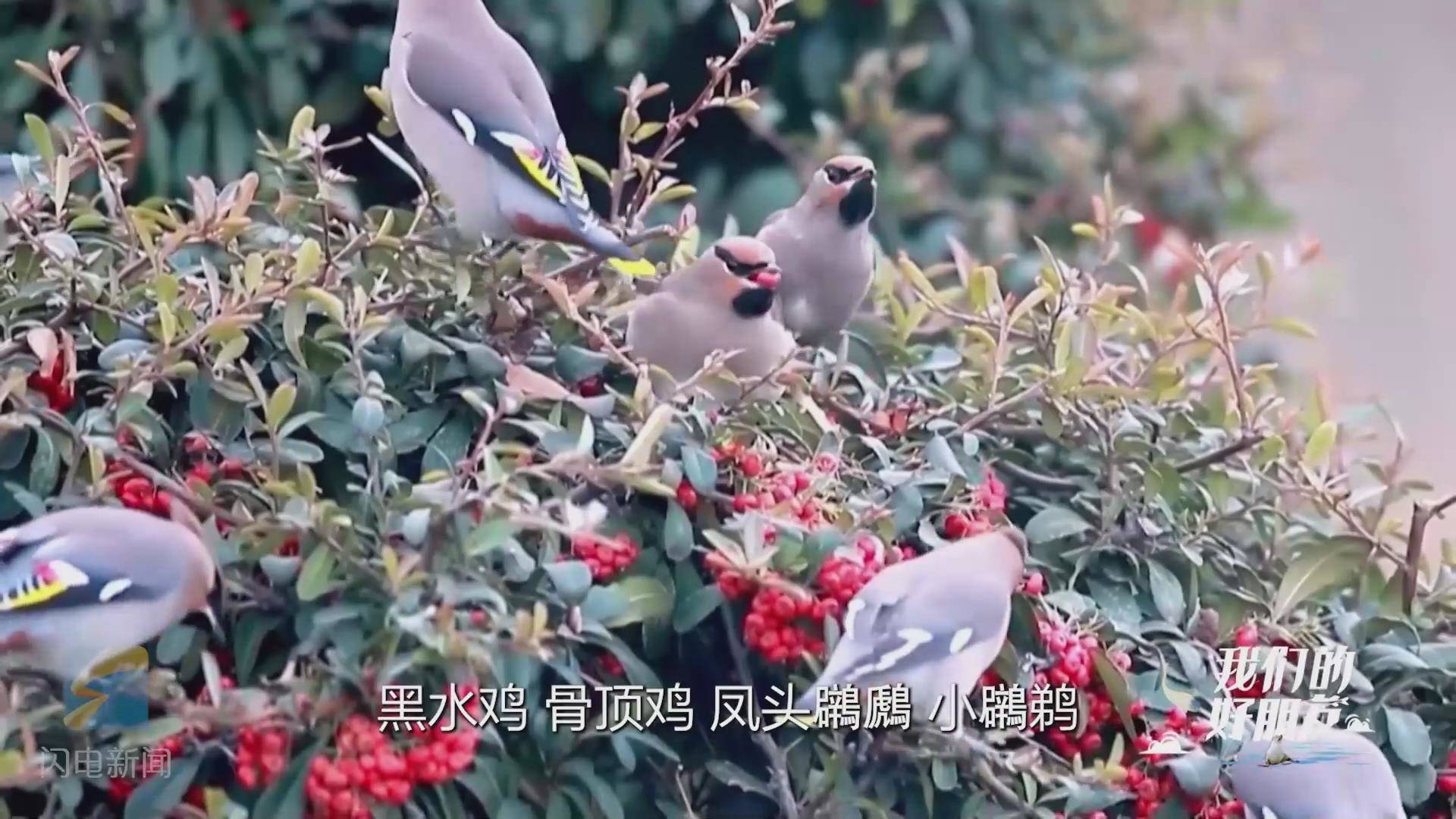 我们的好朋友春节特辑｜山东鸟儿爆笑过大年！朱鹮、丹顶鹤带来相声《说年》