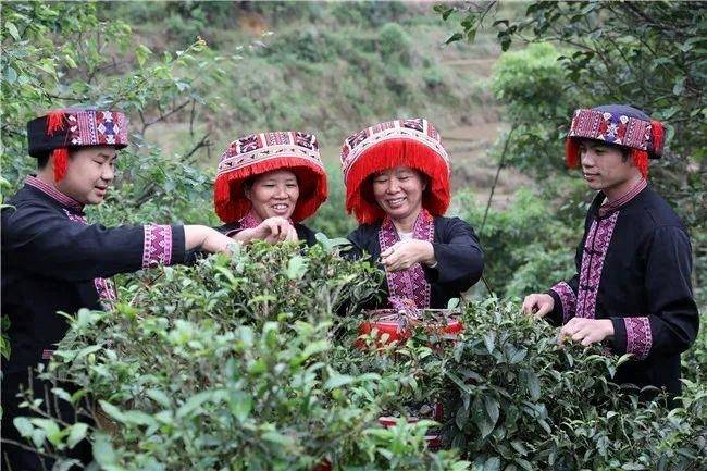 看中国式现代化图景丨茶香富农