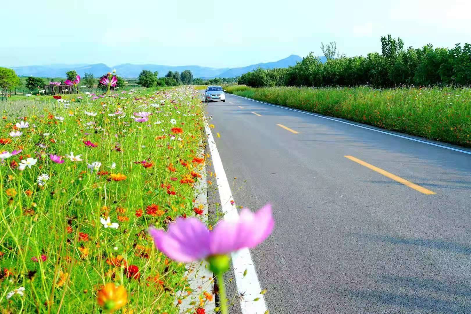 山东乡村振兴五年间：探路与担当