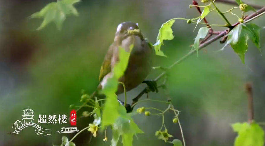 明湖晨曦 佛山倒影 春暖绿意让人心醉！