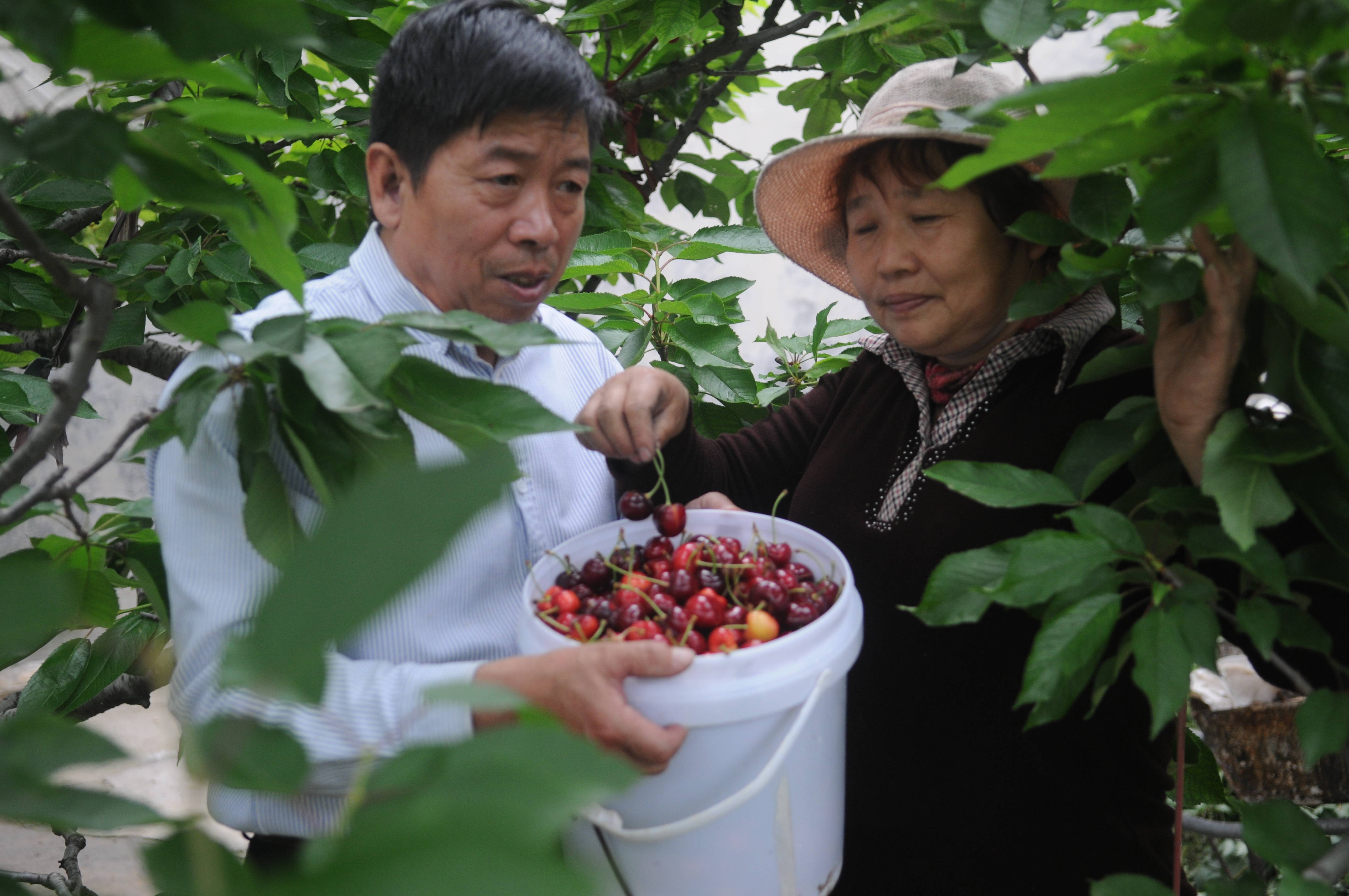 乡村振兴丨庭院经济为生活“锦上添花”