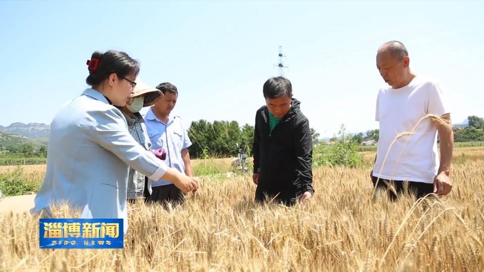 【淄博新闻】【“三夏”一线】淄博：因地制宜保丰收