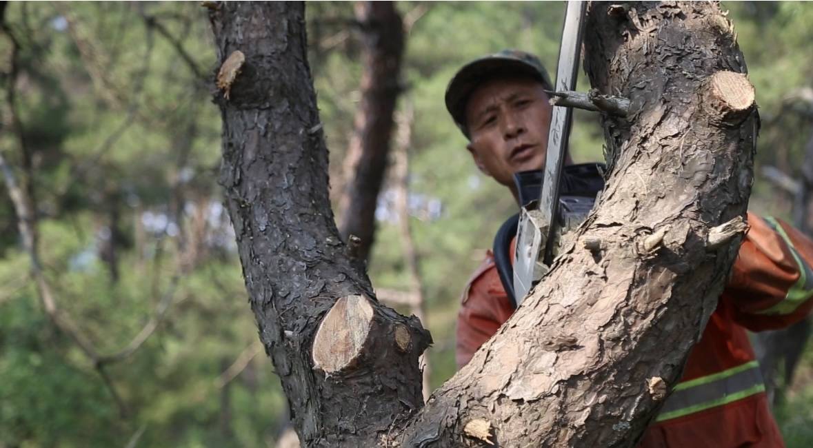 致敬！高温下的劳动者⑤| 无惧酷暑战高温 抚育护林守初心