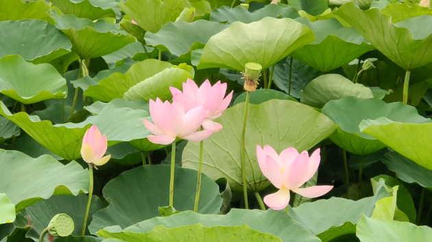 【美食淄博】赏景马踏湖