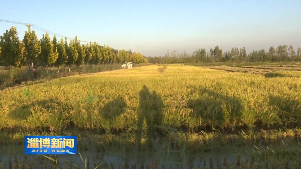 【淄博新闻】【收获时节】金秋时节迎丰收胜景