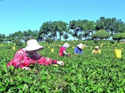 丰产增收落地生花——山东潍坊探索建设农业强市新路径