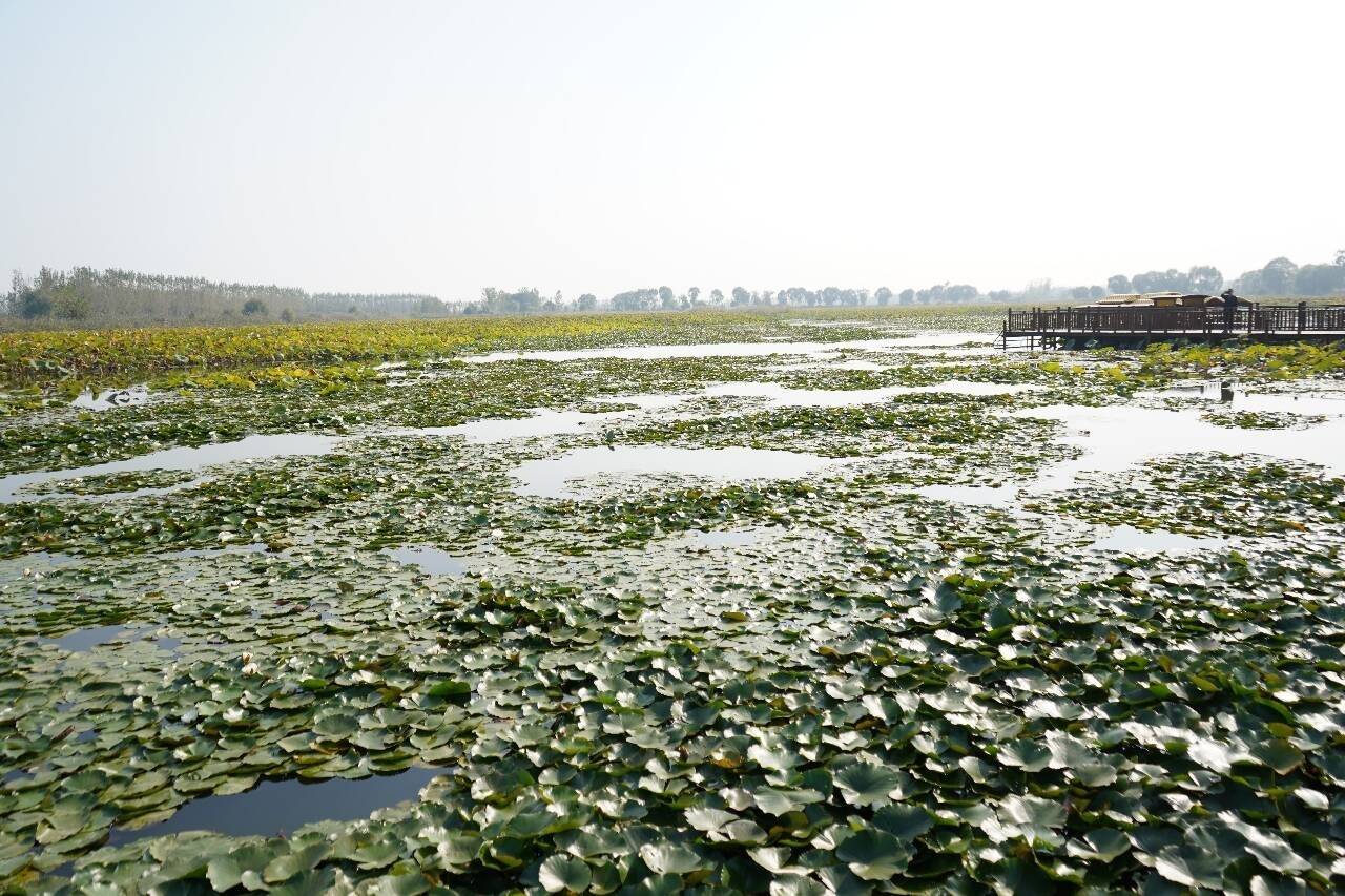 大美湿地 润泽齐鲁｜生态绿映别样“红”！在济宁微山湖遇见最美湿地