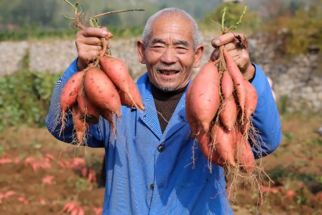 香甜软糯，入口即化！西河蜜薯开启秋冬的第一份甜蜜！