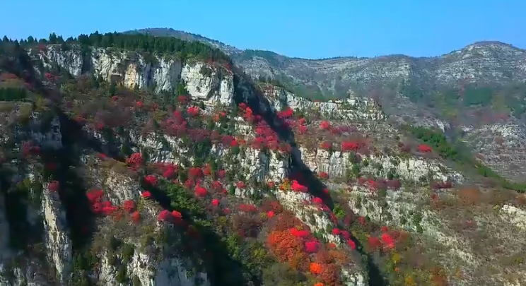 淄博市博山区：红叶浸染秋意浓