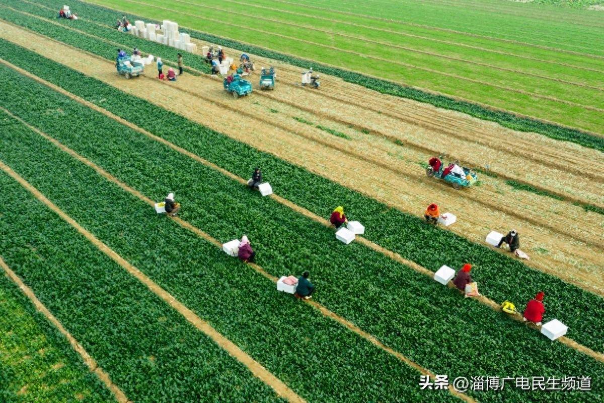 淄博市高青县：乡村打造升级版“田间菜市场”