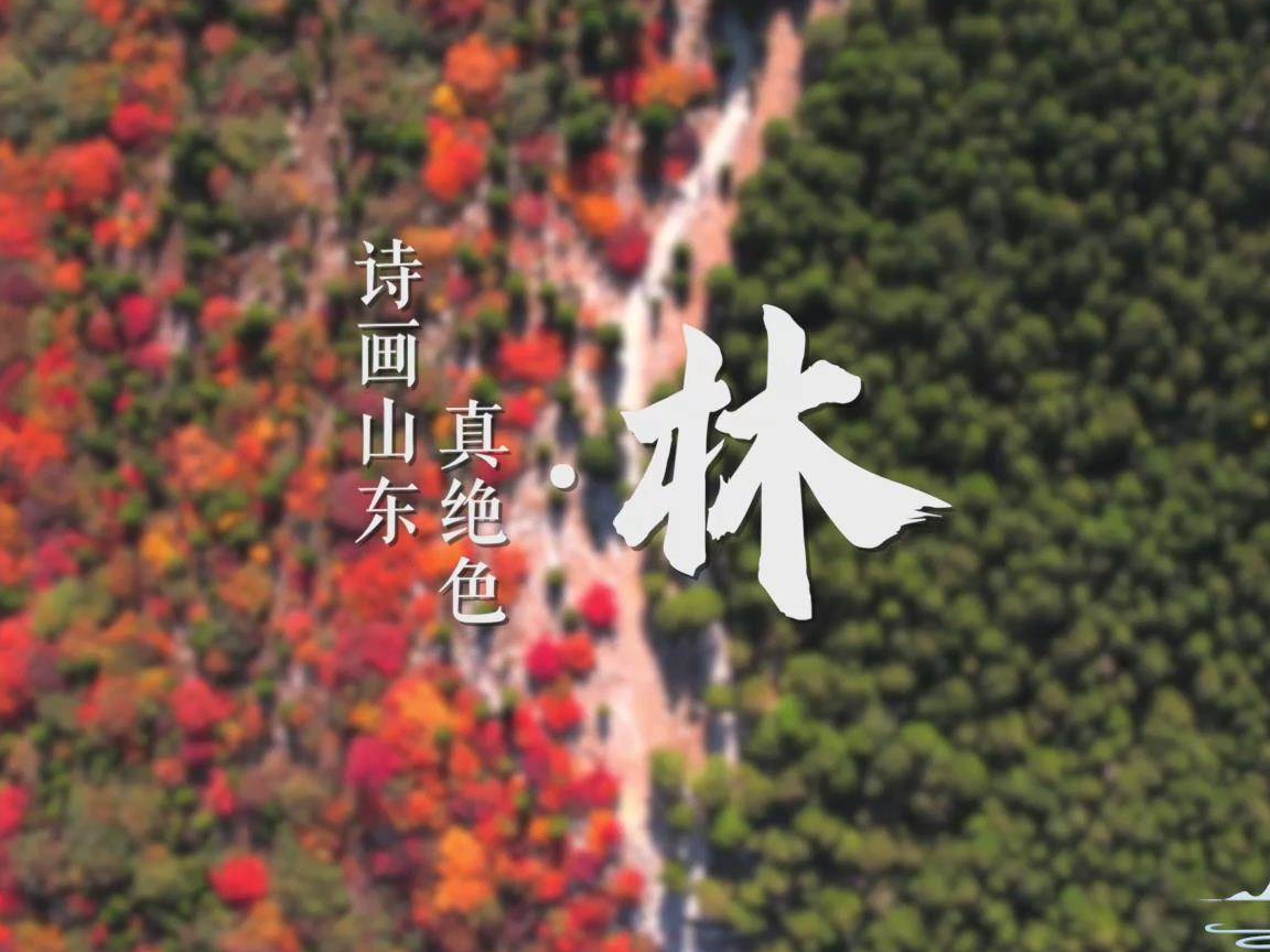 诗画山东真绝色·林｜齐鲁大地“长”出万种风情