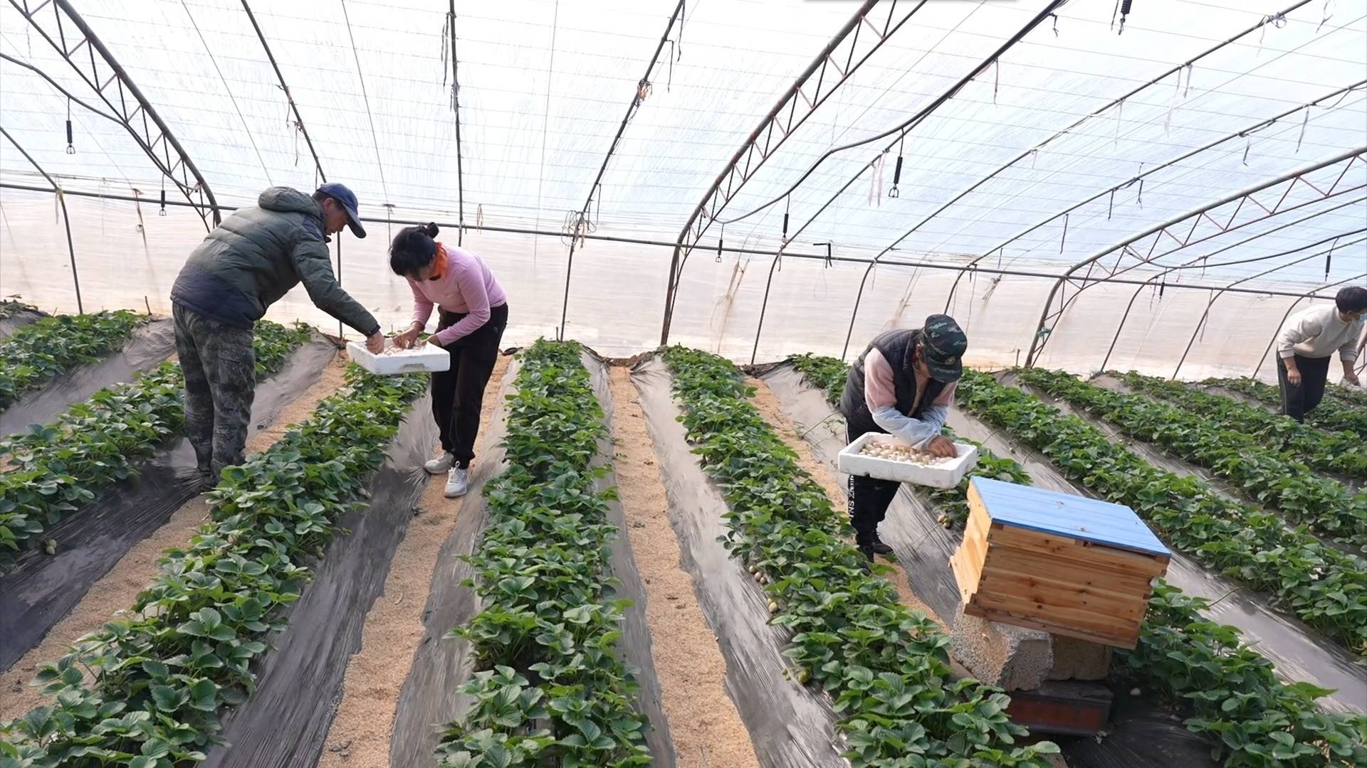 淄博市博山区：头茬草莓丰收 村民喜上心头