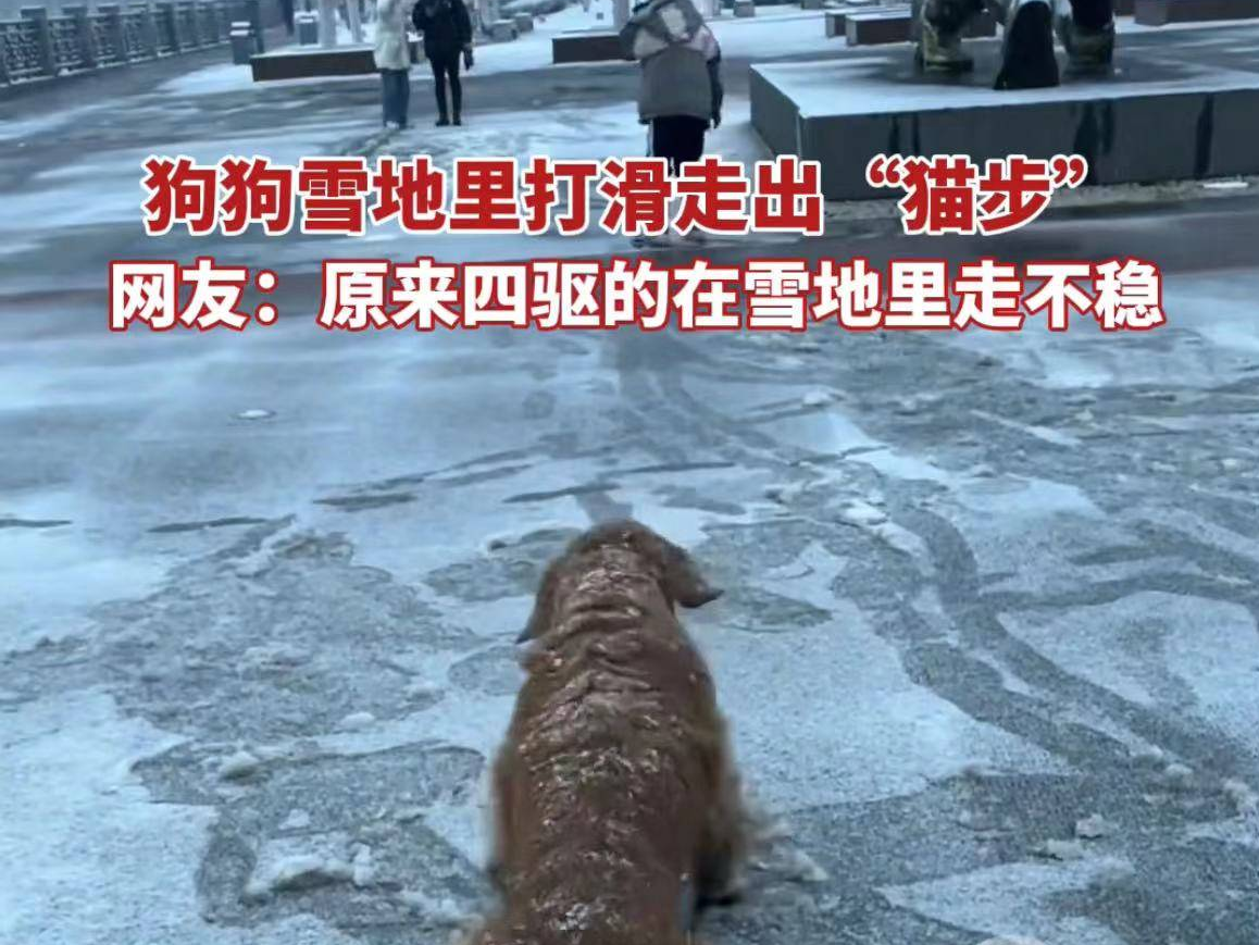 【视频】狗狗雪地里打滑走出“猫步”  网友：原来四驱的在雪地里走不稳