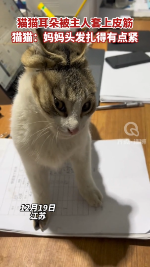 【视频】猫猫耳朵被主人套上皮筋 猫猫：妈妈头发扎得有点紧