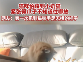 【视频】猫咪怕踩到小奶猫 紧张得爪子不知道往哪放 网友：第一次见到猫咪手足无措的样子