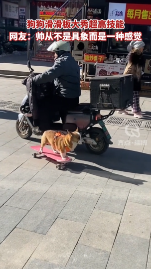 【视频】狗狗滑滑板大秀超高技能 网友：帅从不是具象而是一种感觉