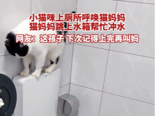 【视频】小猫咪上厕所呼唤猫妈妈  猫妈妈跳上水箱帮忙冲水 网友：这孩子 下次记得上完再叫妈