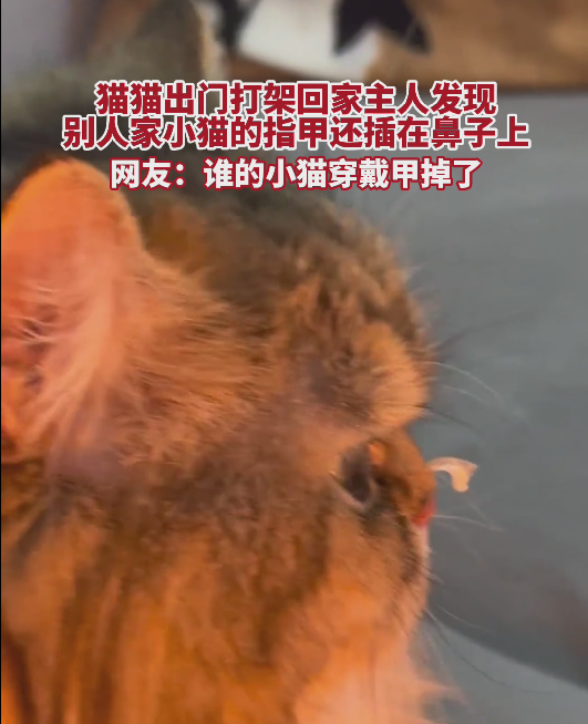 猫猫出门打架，回家主人发现……