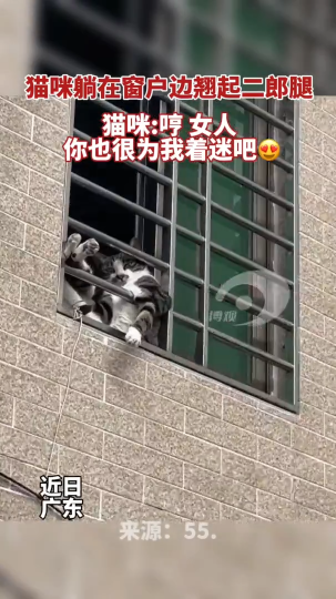 ​猫咪躺在窗户边翘起二郎腿