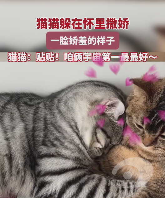 猫猫躲在怀里撒娇，一脸娇羞的样子