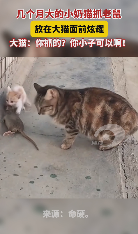 几个月大的小奶猫抓老鼠，放在大猫面前炫耀，大猫：你抓的？你小子可以啊！