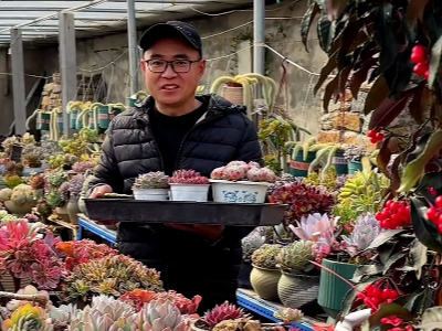 【视频】多肉植物变“新年货” 装点乡村新生活