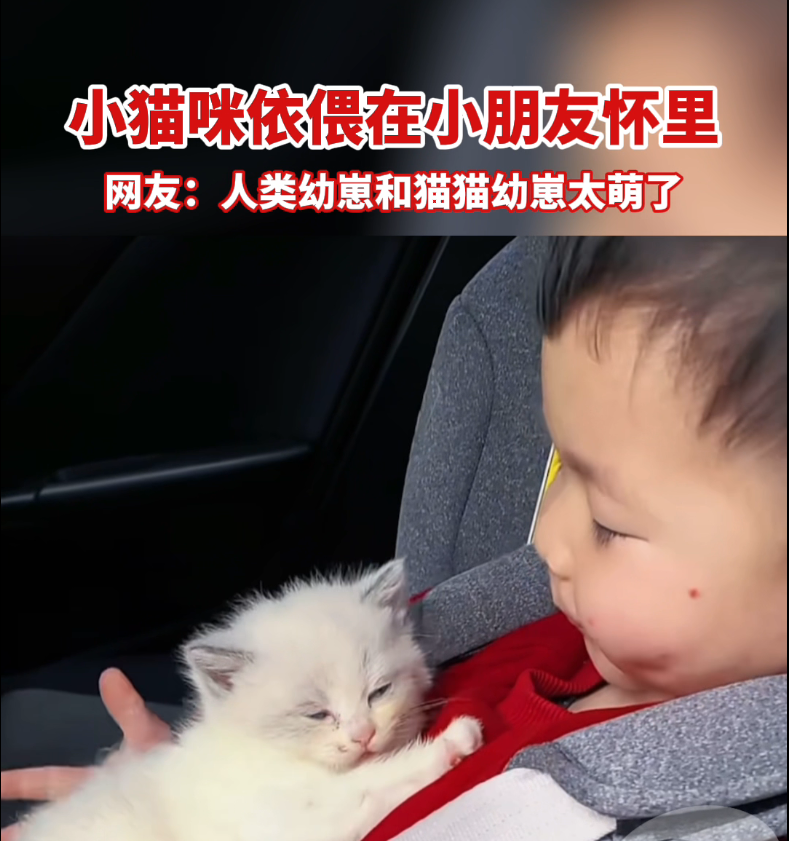 小猫咪依偎在小朋友怀里