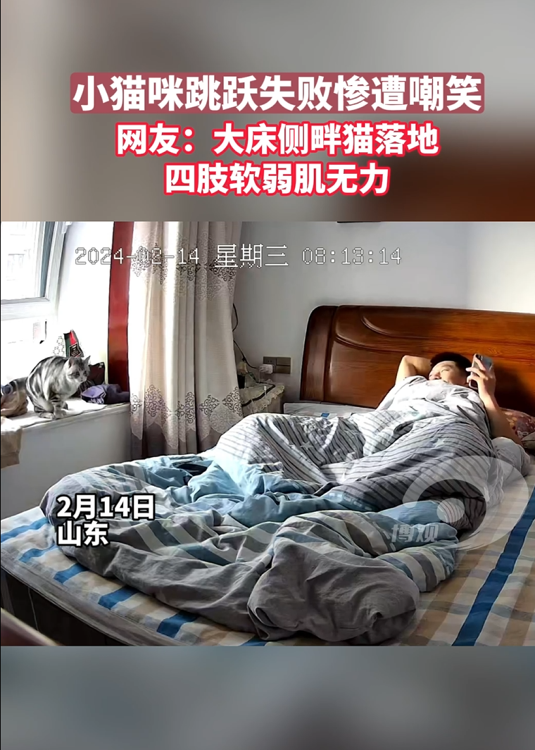 小猫咪跳跃失败惨遭嘲笑 网友：大床侧畔猫落地 四肢软弱肌无力