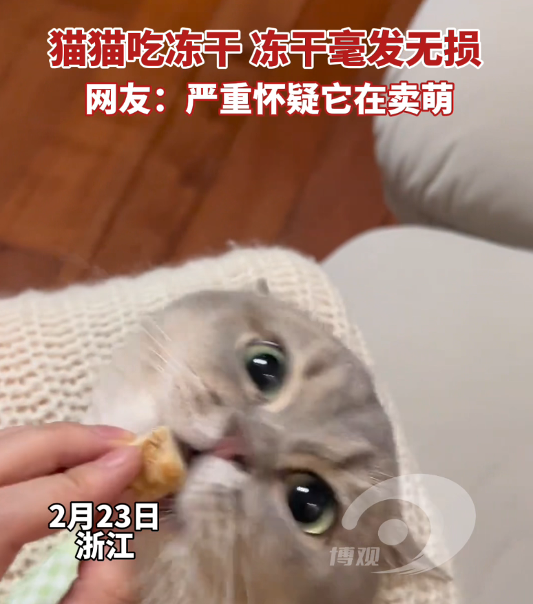 ​猫猫吃冻干 冻干毫发无损