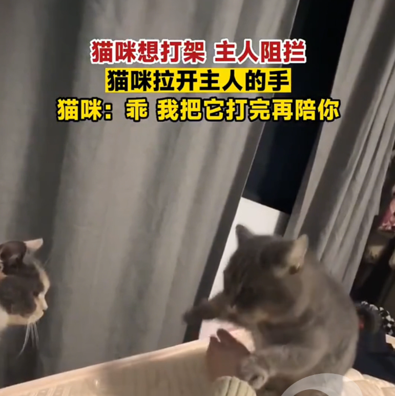 猫咪想打架主人阻拦，猫咪拉开主人的手