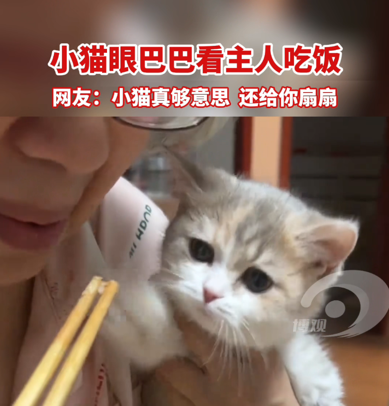 小猫眼巴巴看主人吃饭