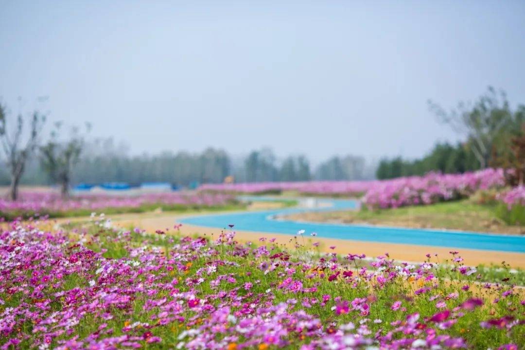 沿着黄河觅春色——高青春季旅游线路推荐