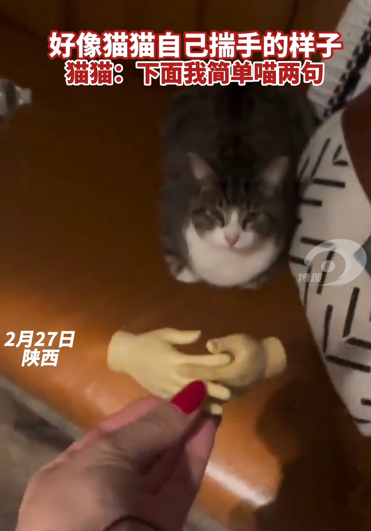 好像猫猫自己揣手的样子，猫猫：下面我简单喵两句