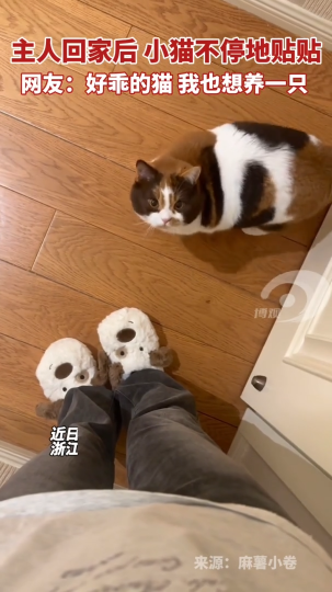 主人回家后小猫不停地贴贴