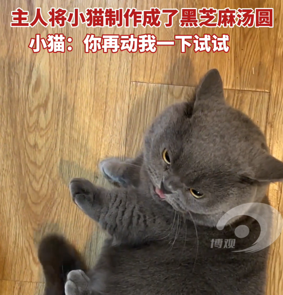 主人将小猫制作成了黑芝麻汤圆